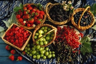 Сбор плодов и ягод фото 1