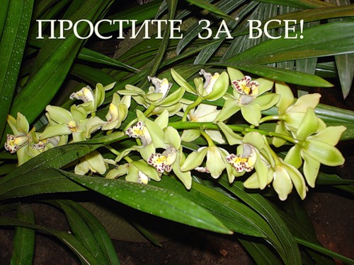 Прощеное воскресенье стихи фото 1